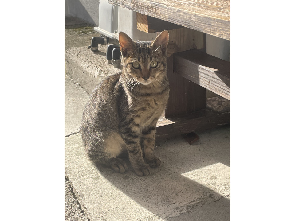 尻尾短めだけど…美猫キジトラちゃん