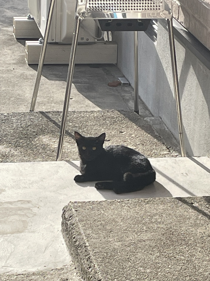 美猫黒猫ちゃん