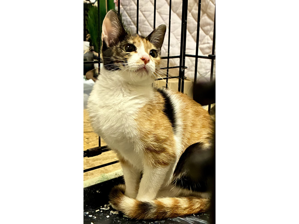 くっきり模様の三毛猫ちゃん