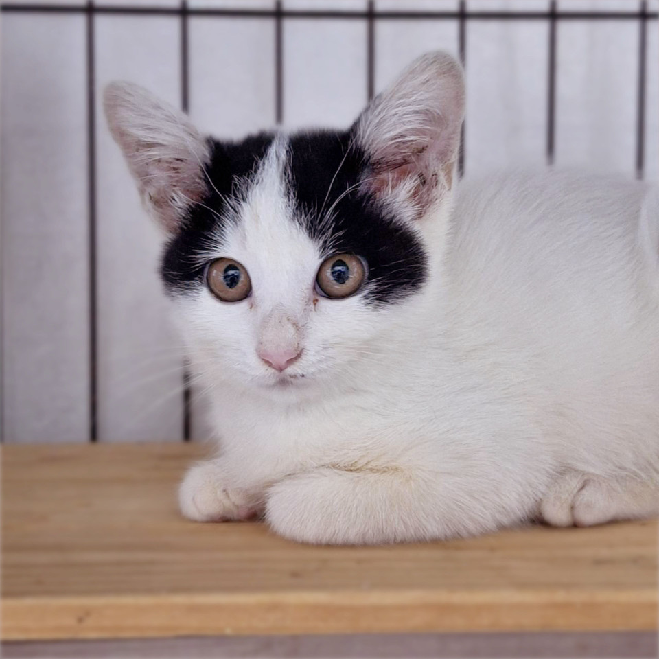 人馴れ抜群❤️隠れ三毛猫のかなちゃん