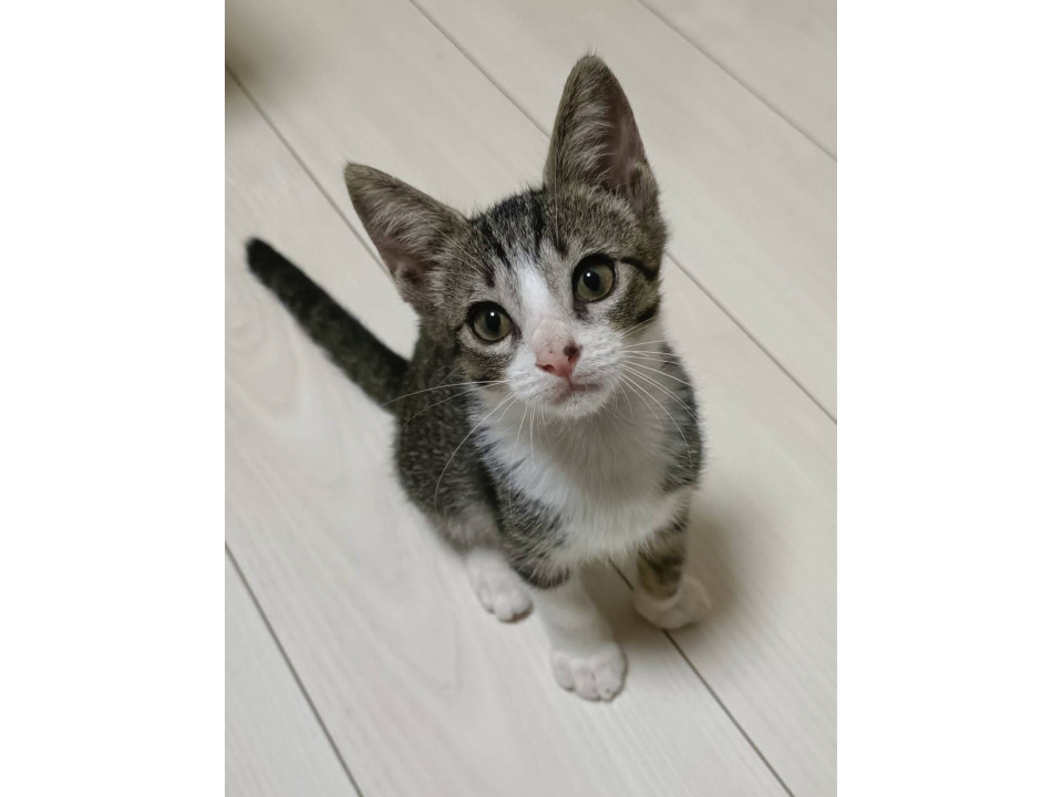人も猫も犬も大好きな男の子