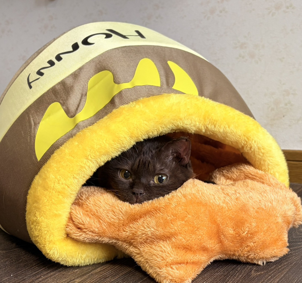 可愛い大人の猫