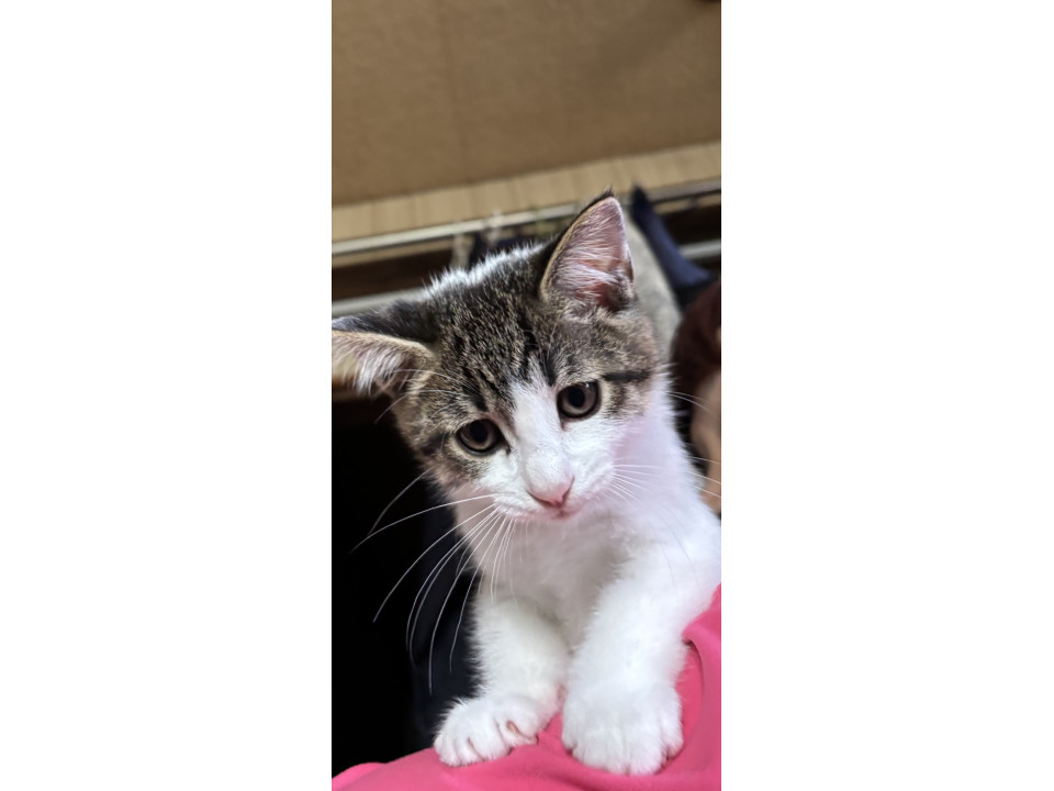 迷い子猫