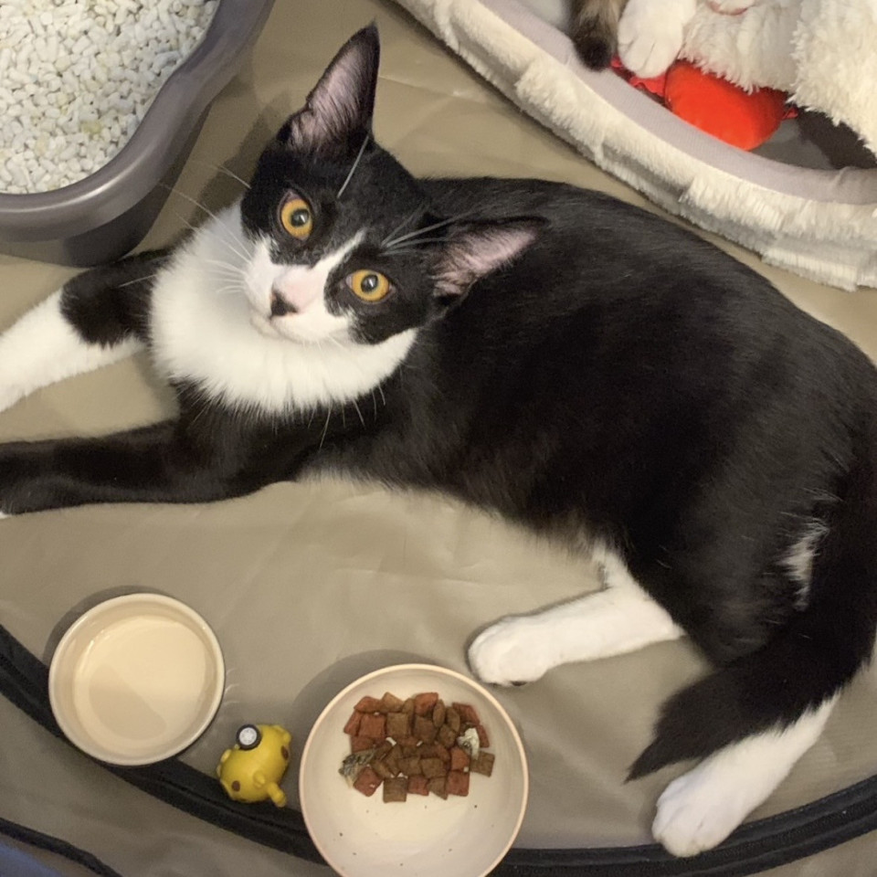 きびなごが大好きな男の子です*･