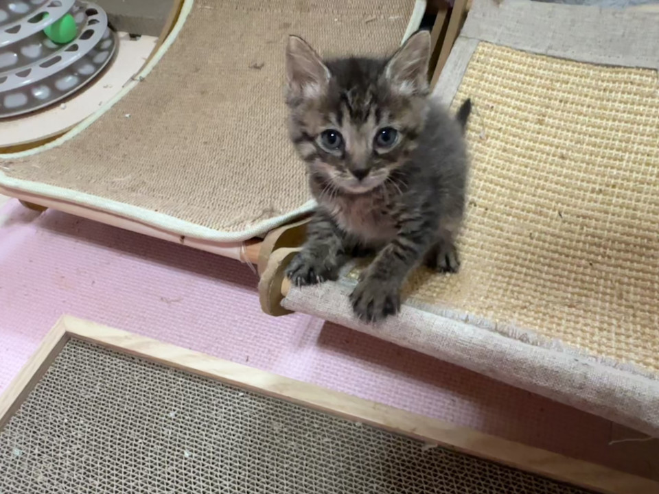 甘えん坊でお転婆なかわいいキジトラちゃん
