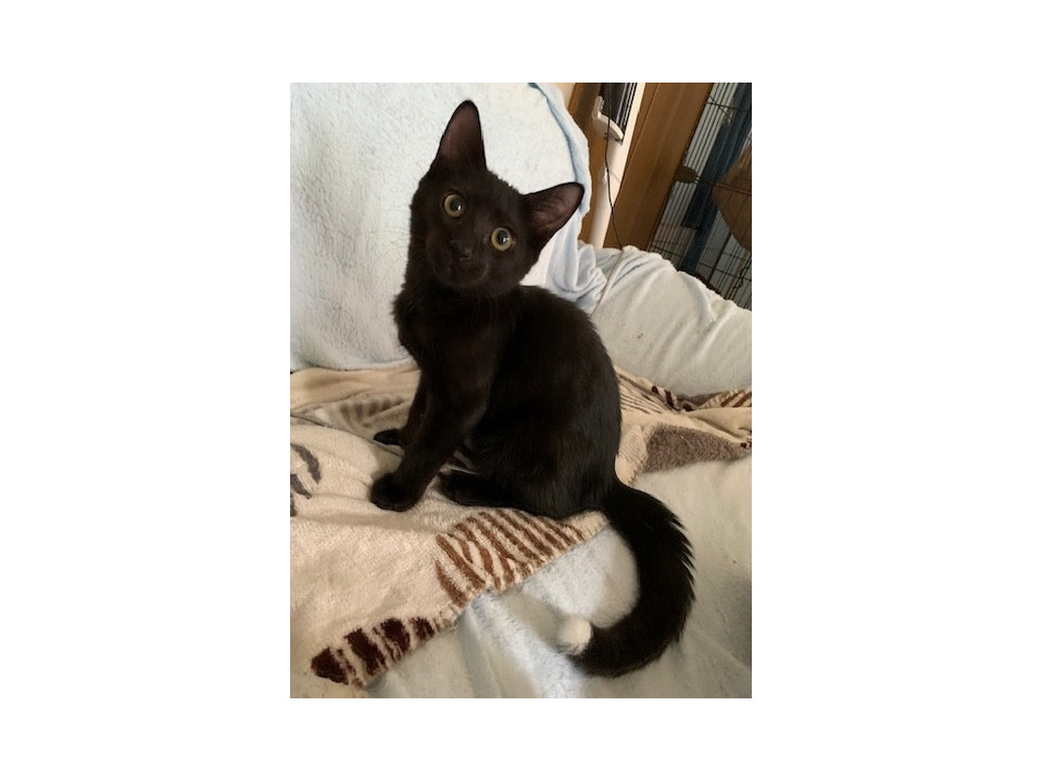 尻尾の先だけ白い黒猫