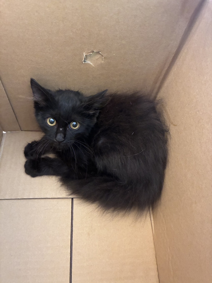黒猫の子猫