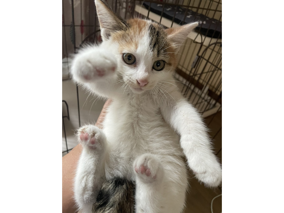 可愛い三毛猫「あんみつ」ちゃん家族募集