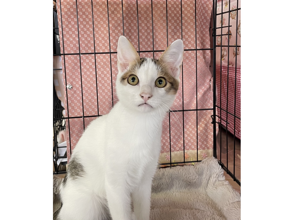 キジ白男の子　魅惑的な猫さんです