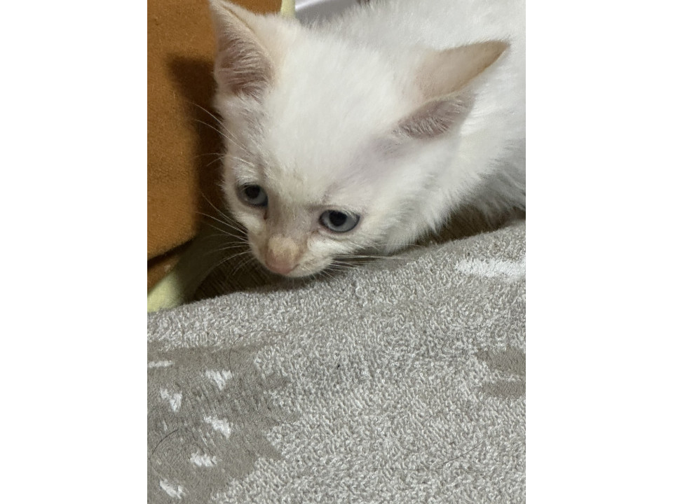 ブルーアイの白猫