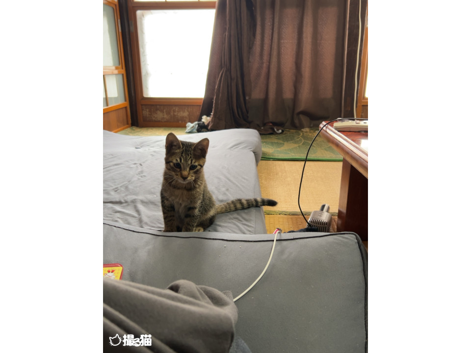 かわいく成長中♪コテツ