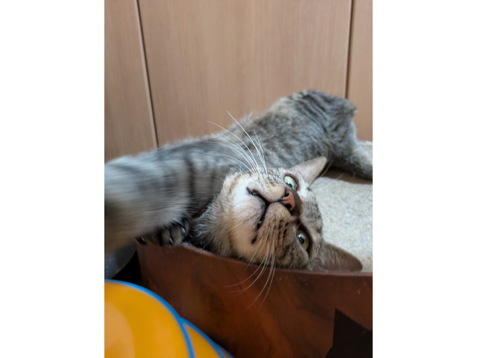 ストーカーにゃんこ
