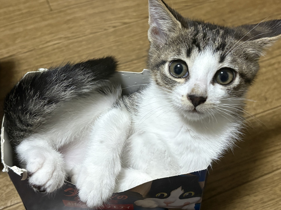 おしゃべりな女の子