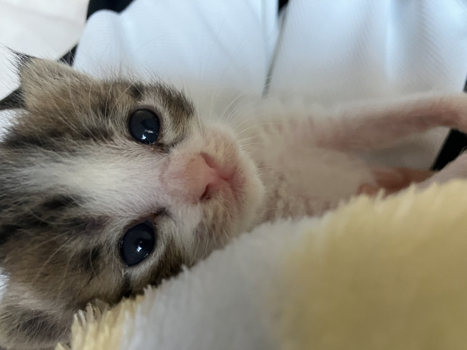 可愛い子猫です