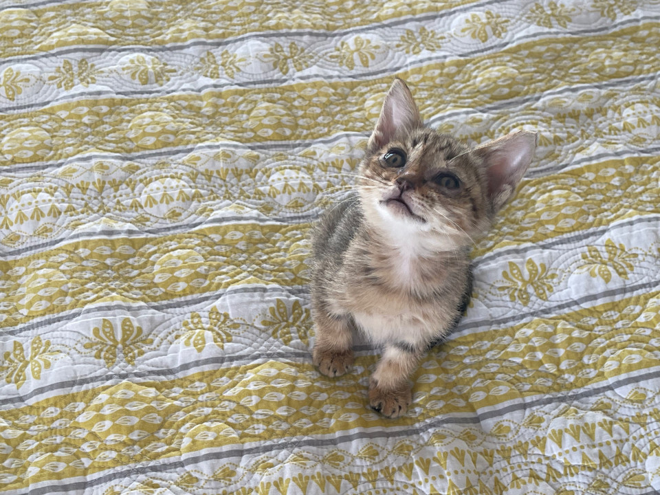 竹やぶで助けを求めた子猫