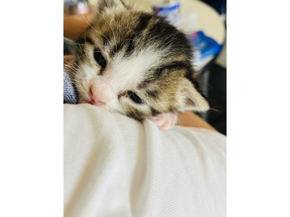可愛い子猫
