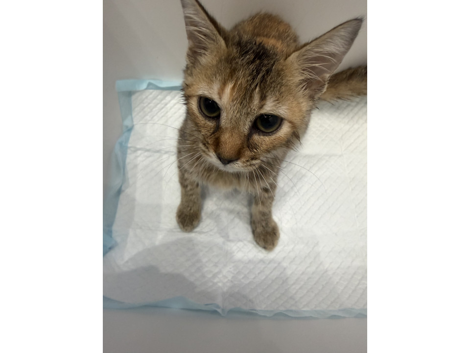 おとなしい姉妹猫ちゃん