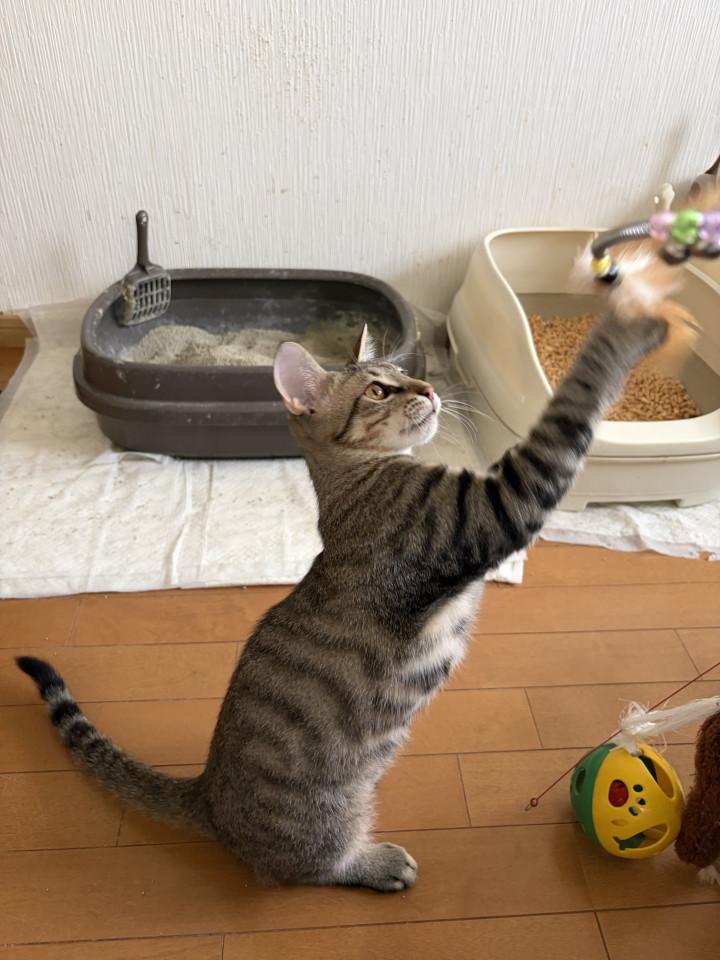 ヤンチャ坊主のクリーン君