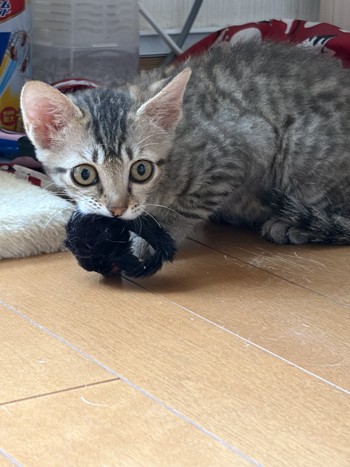 模様が可愛いサヨリちゃん