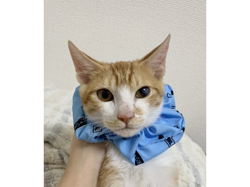 チェリオ　ビビりだけど甘えん坊の茶白男子