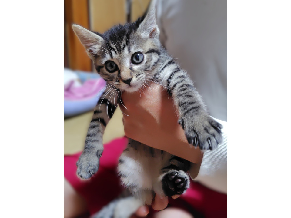 とっても活発！ お転婆メイちゃん