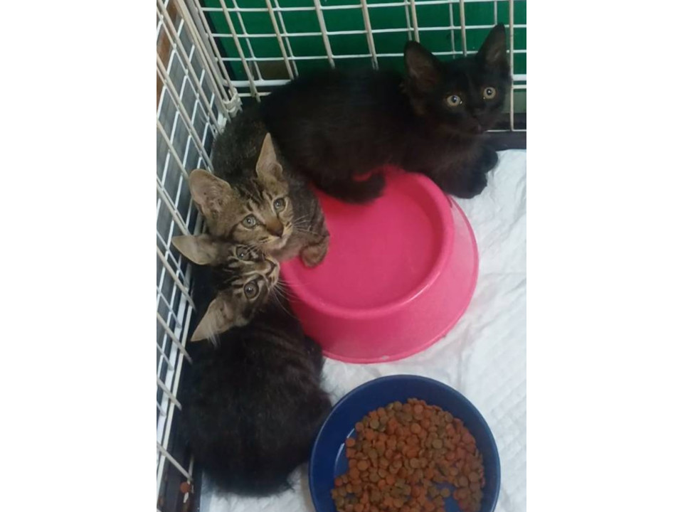 ✩兄妹3ヶ月までは3匹で募集中✩