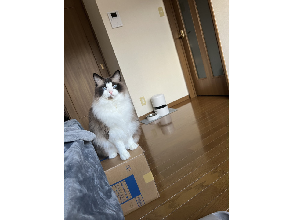 可愛いラグドール