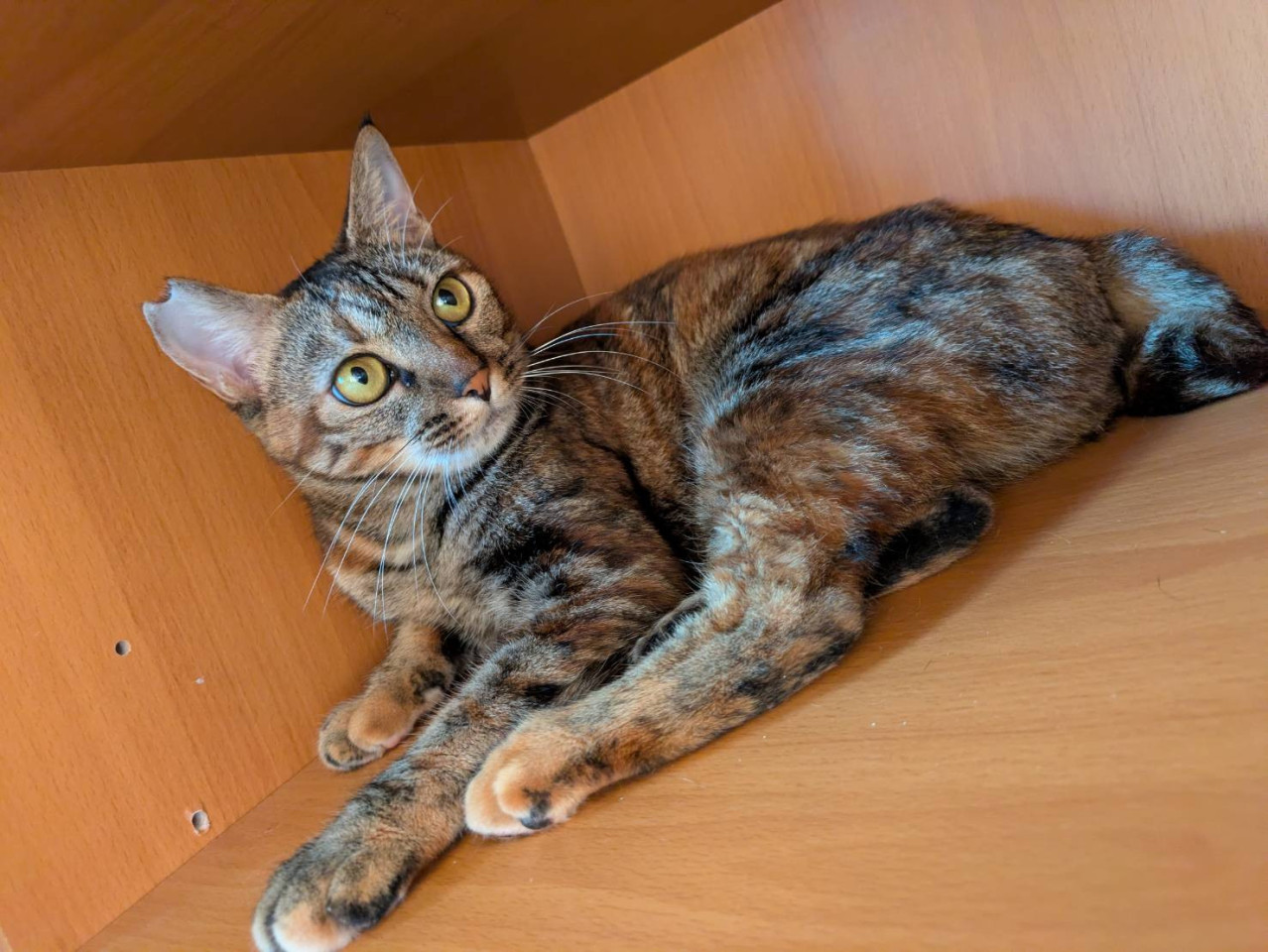 麦わら猫の女の子