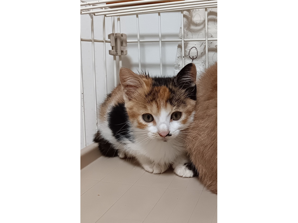 3兄妹です　みかん