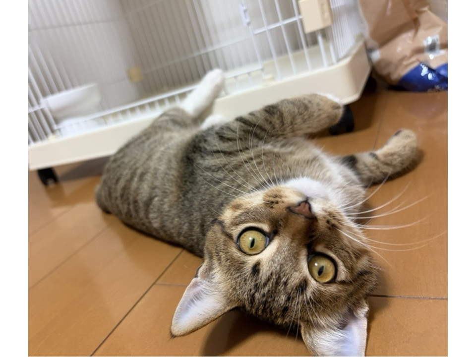 優しく甘えっ子なキジトラちゃん