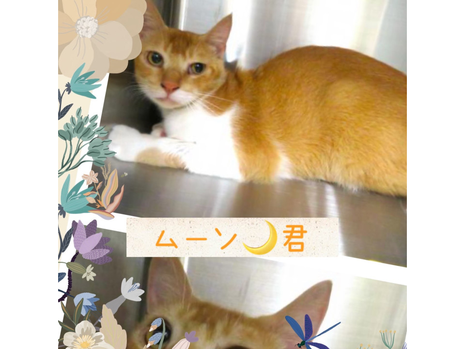 かわいい声のあまえんぼう♡ムーン君