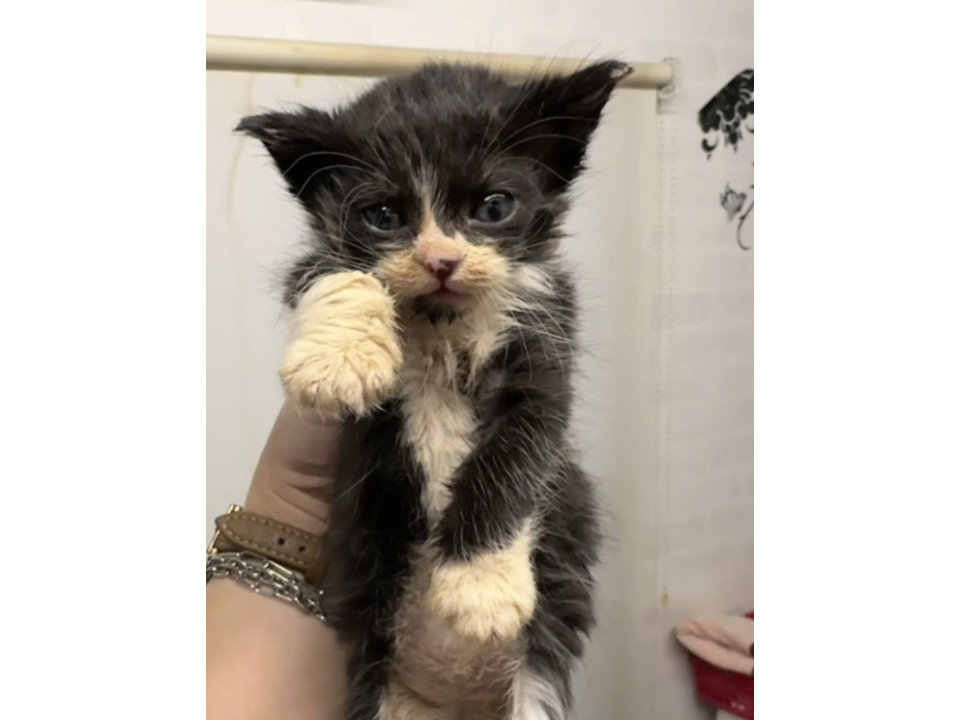 甘えん坊でお転婆なかわいいハチワレくん