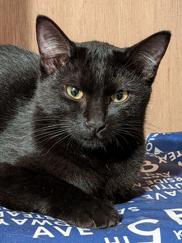 ６ヶ月の黒猫女の子