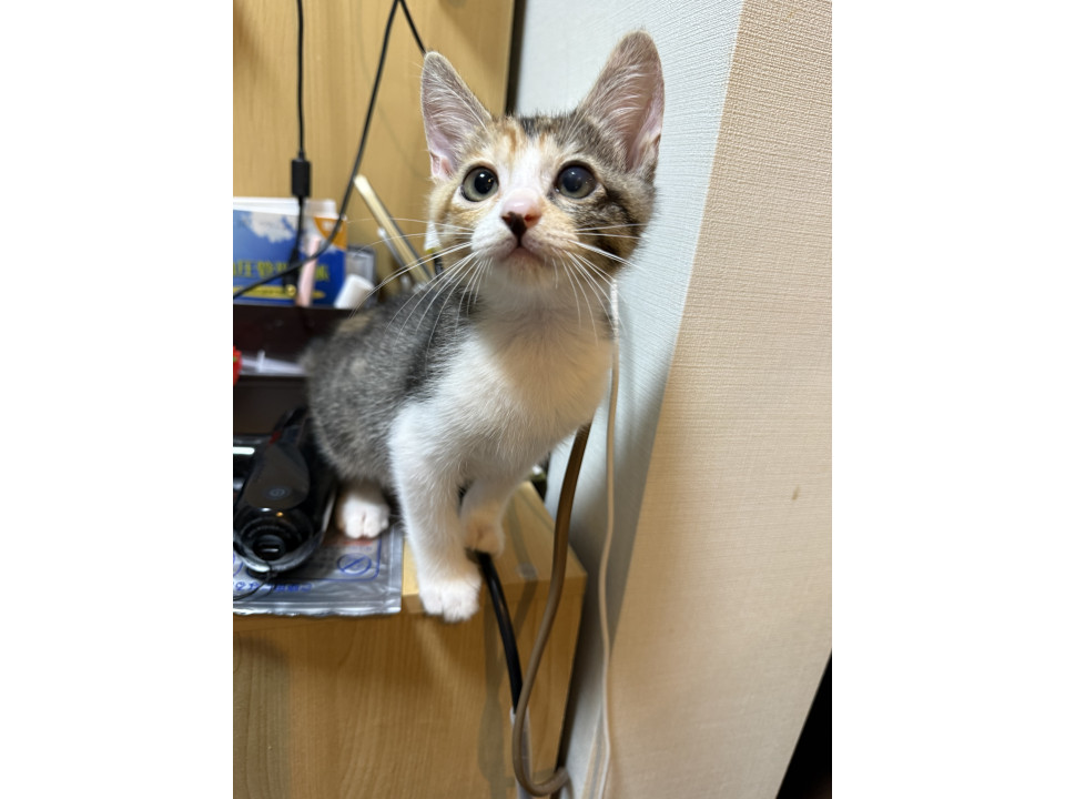 おでんば三毛ちゃん