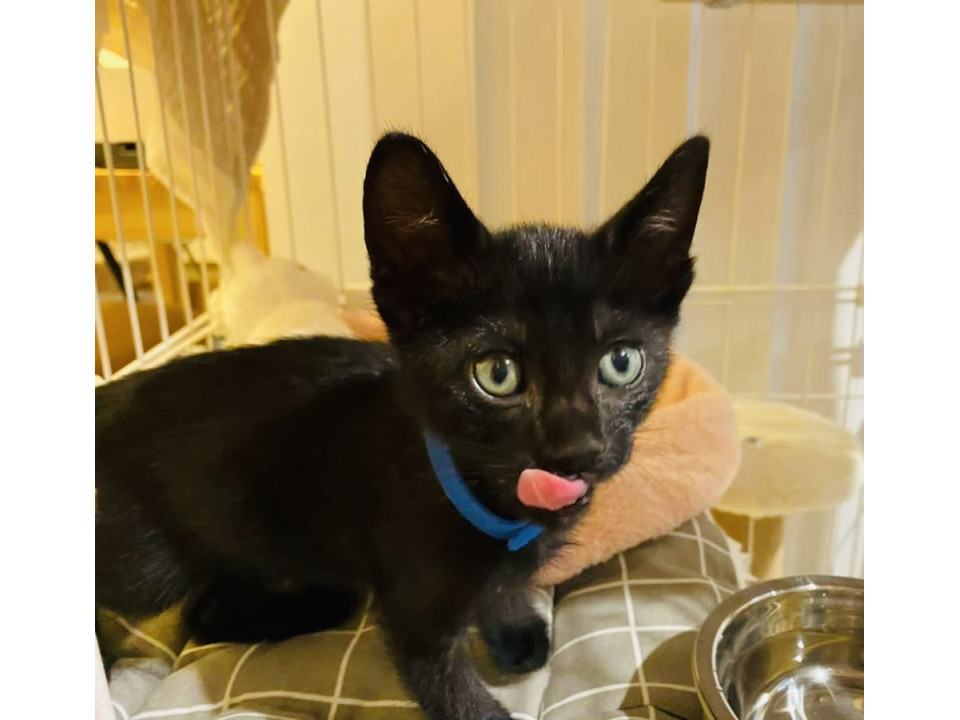 人が大好き甘えん坊の黒子猫のシュシュ君