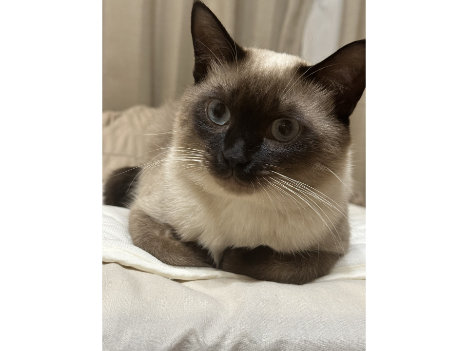 シャム系MIXの兄弟猫