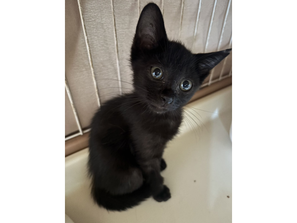 可愛い黒猫の男の子