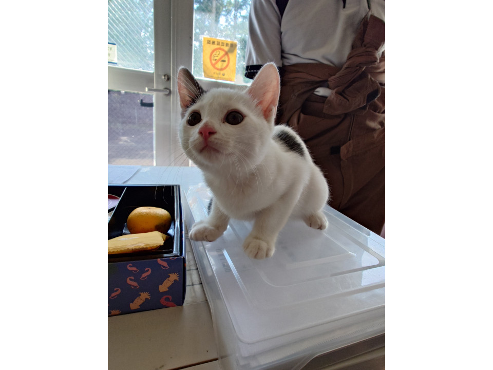 白猫