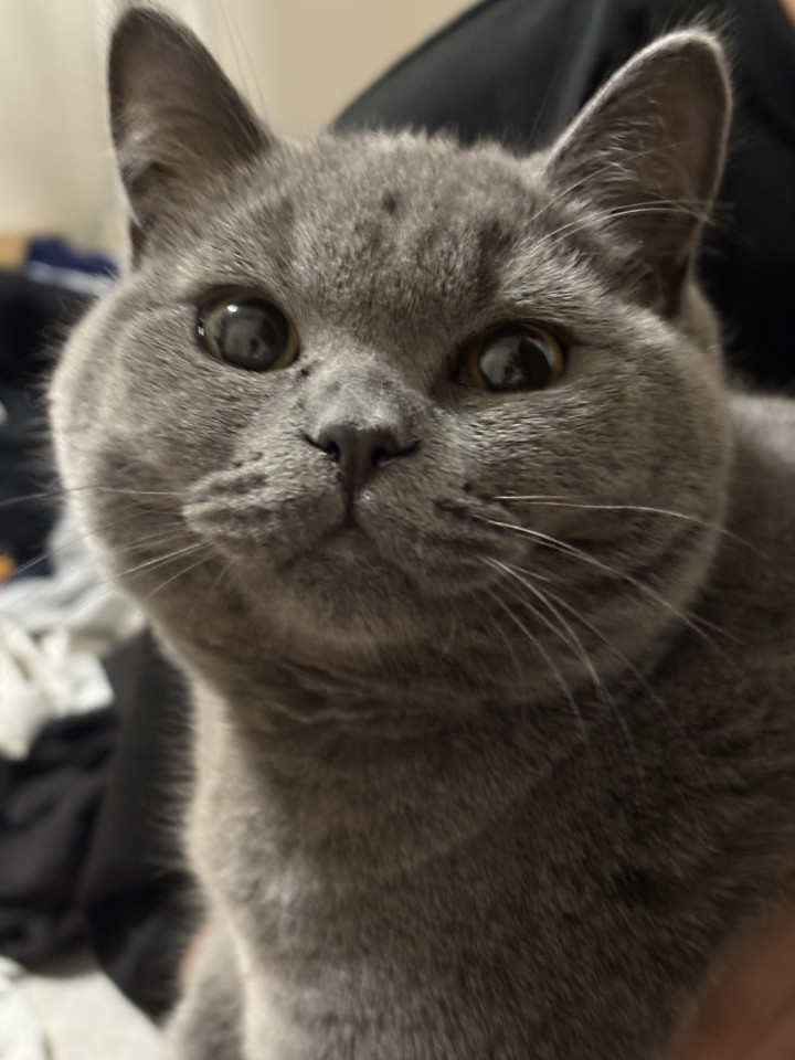 ブリティッシュショートヘア ブルー