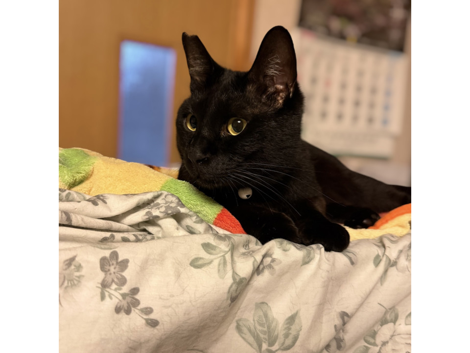 かわいい黒猫♡♡ 6歳　オス