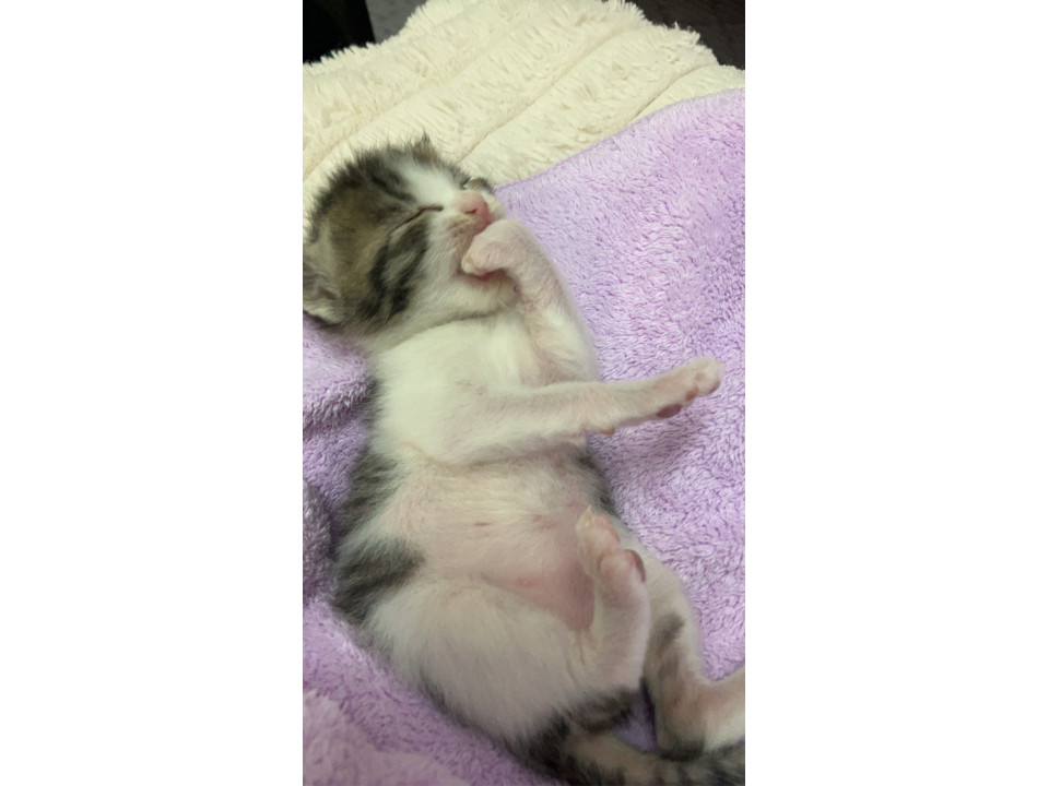 かわいい子猫