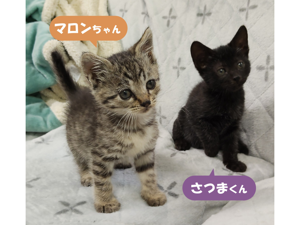 人の元で育ちました！甘々ツインズ キジ♀