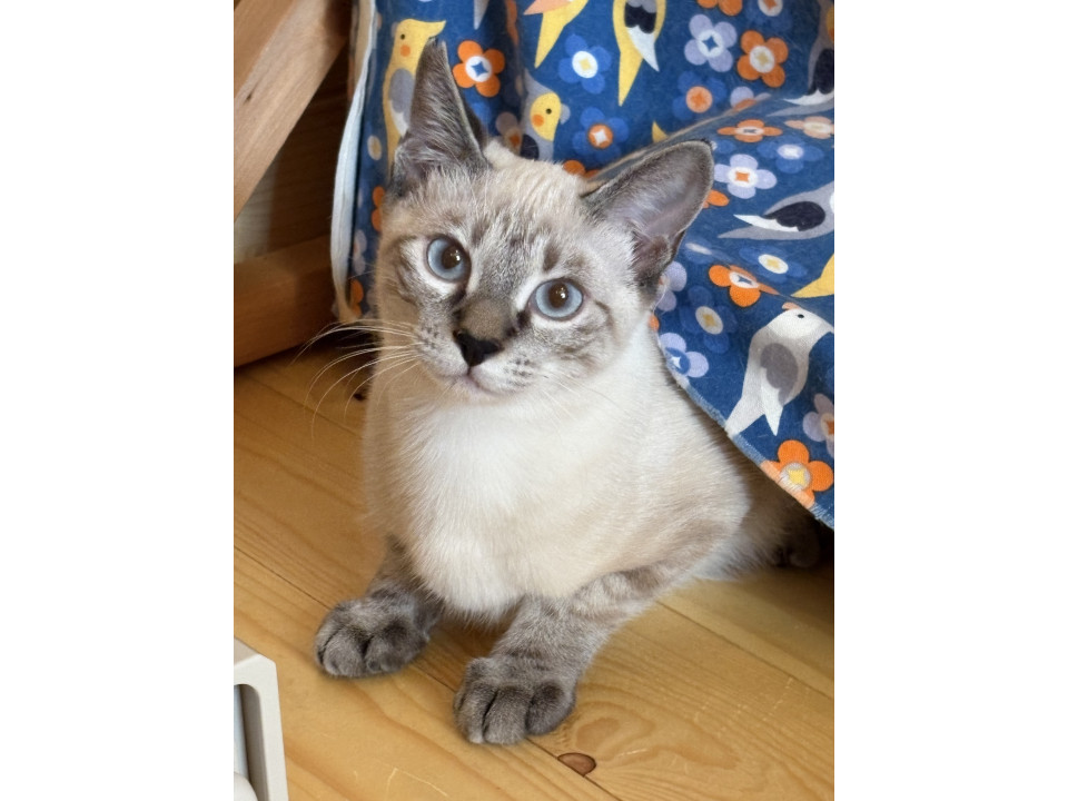 控えめで甘えん坊の美男子くん
