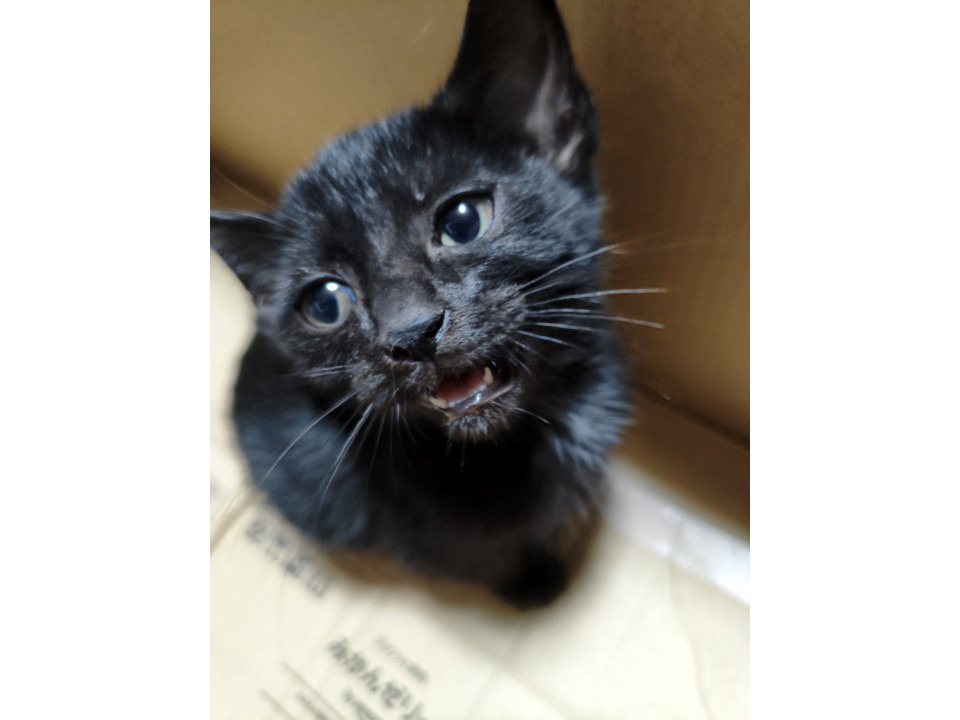 甘えん坊の黒猫くん