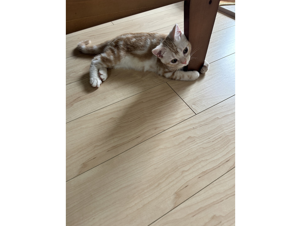 人にべったり賢い子猫ちゃん