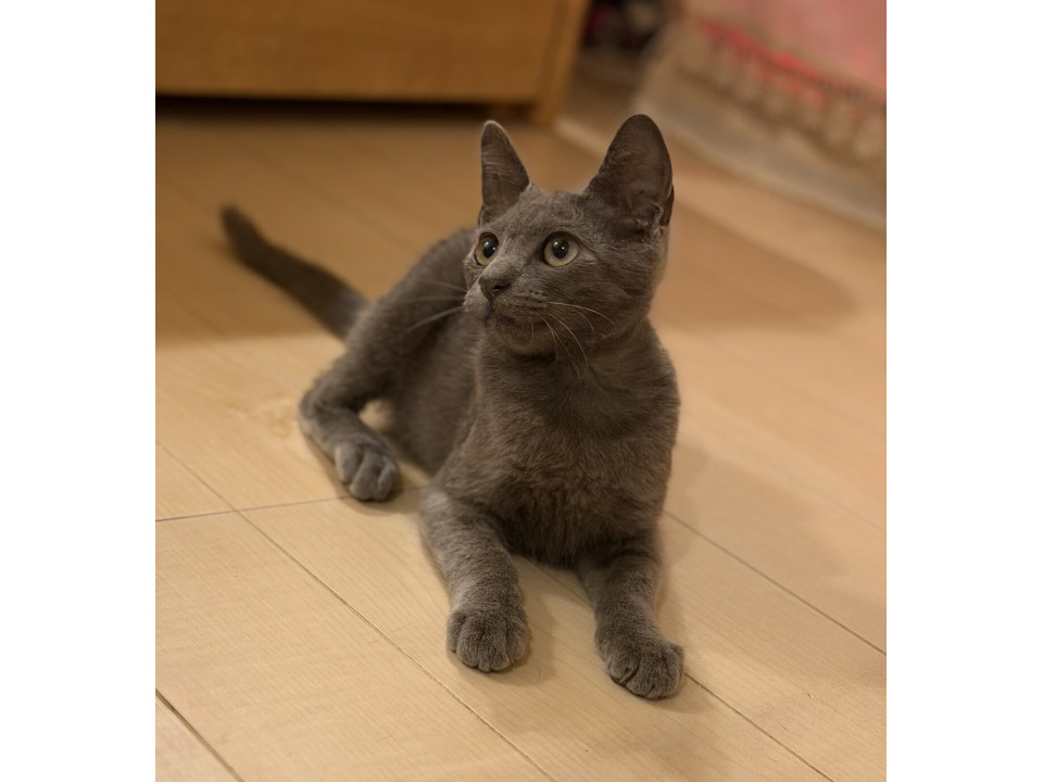 美形子猫お月見ちゃん