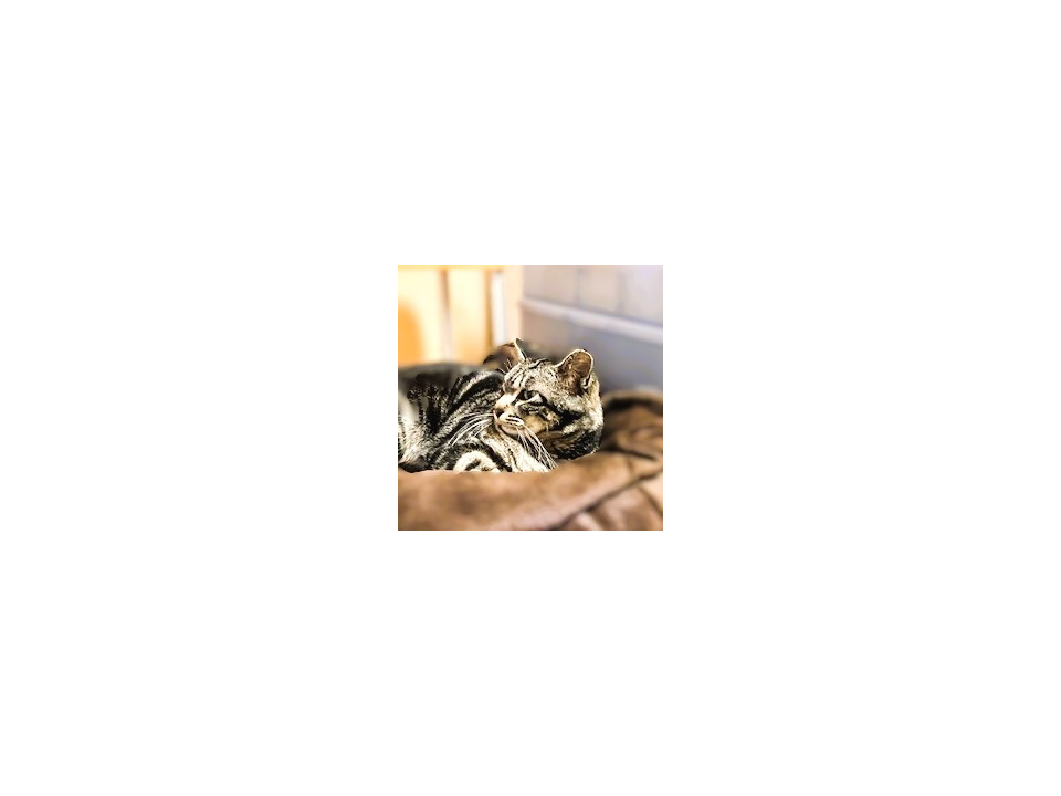 ◆10/12◆甘えん坊のアメショ風♥しま