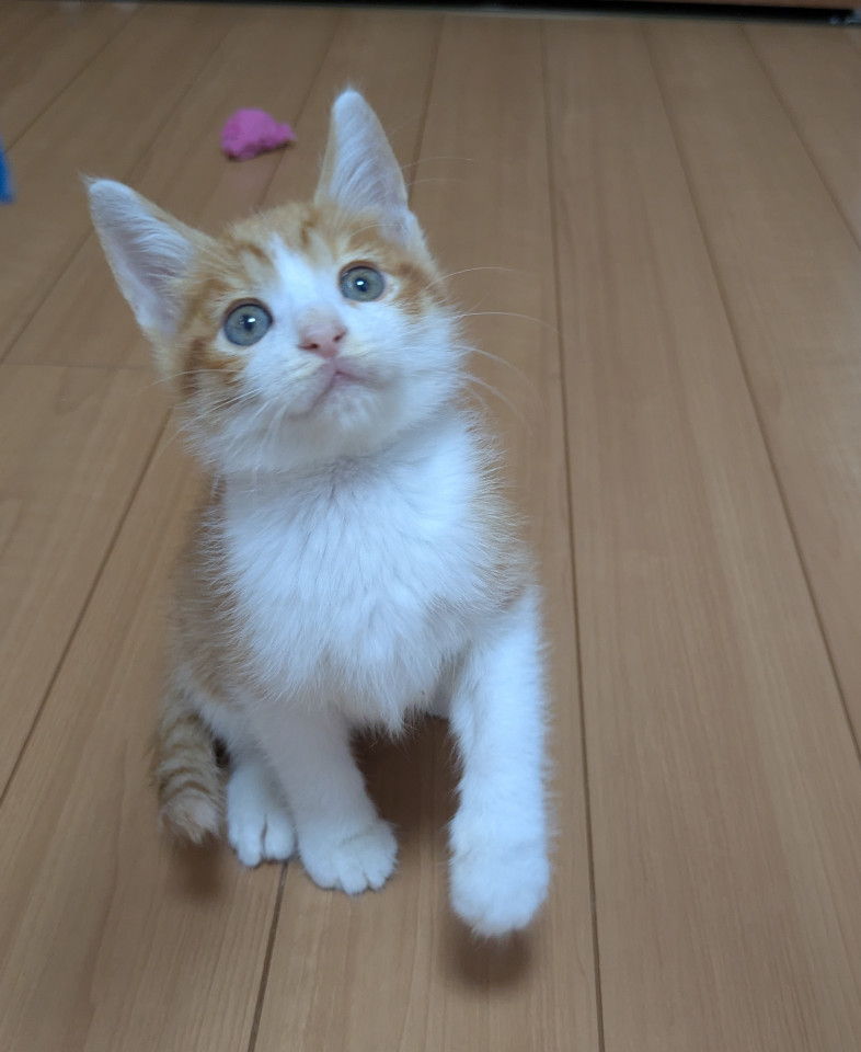 ほんわか♡茶白のぎーちゃん