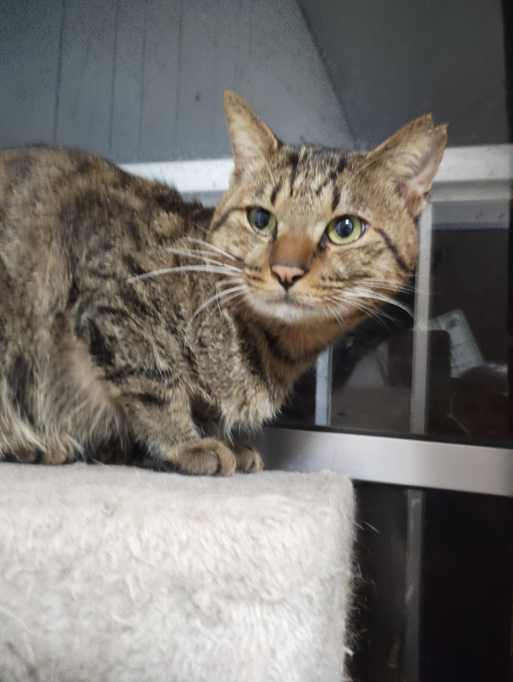 高齢者単身者可。元飼い猫？おとなしいリリ
