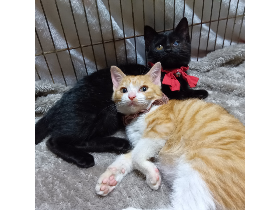 【動画有】甘えん坊黒×丸顔茶白★2匹ペア
